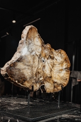 Окаменелый дуб Quercus sp.
