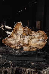 Окаменелый дуб Quercus sp.
