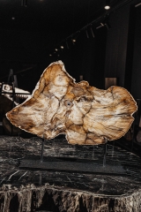 Окаменелый дуб Quercus sp.