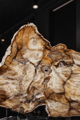 Окаменелый дуб Quercus sp.