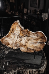 Окаменелый дуб Quercus sp.