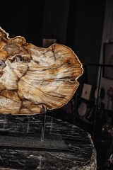 Окаменелый дуб Quercus sp.