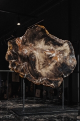 Окаменелое дерево Araucarioxylon sp.