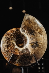 Аммонит Cleoniceras sp.