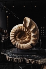 Аммонит Kranaosphinctes sp.
