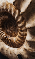 Аммонит Kranaosphinctes sp.