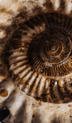 Аммонит Kranaosphinctes sp.