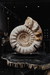 Аммонит Kranaosphinctes sp.