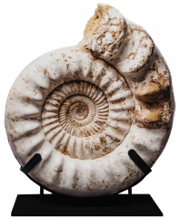 Аммонит Kranaosphinctes sp.