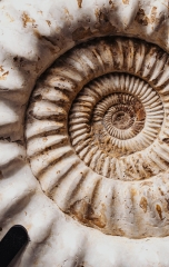 Аммонит Kranaosphinctes sp.