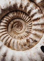 Аммонит Kranaosphinctes sp.
