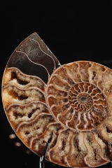 Аммонит Cleoniceras sp.