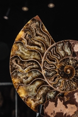 Аммонит Cleoniceras sp.