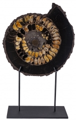 Аммонит Speetoniceras versicolor