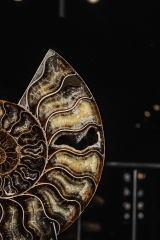 Аммонит Cleoniceras sp.