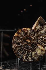 Аммонит Cleoniceras sp.