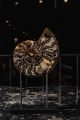 Аммонит Cleoniceras sp.