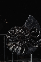 Аммонит Cleoniceras sp.