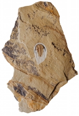 Трилобит Olenellus gilberti