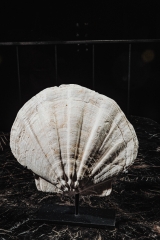 Морской гребешок Gigantopecten sp.