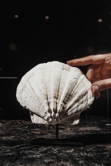 Морской гребешок Gigantopecten sp.