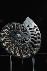 Аммонит Cleoniceras sp.