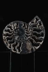 Аммонит Cleoniceras sp.