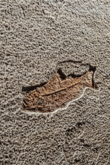 Рыба Knightia eoceana