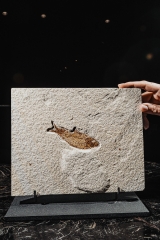 Рыба Diplomystus dentatus