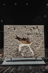 Рыба Diplomystus dentatus