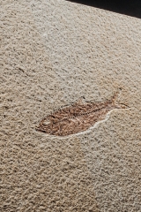 Рыба Knightia eoceana