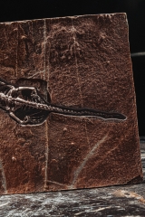 Скелет кейхозавра Keichousaurus hui