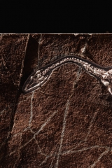 Скелет кейхозавра Keichousaurus hui