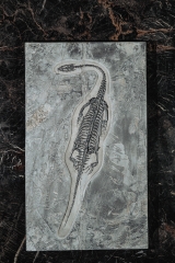 Скелет кейхозавра Keichousaurus hui