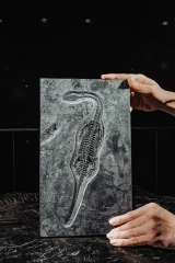 Скелет кейхозавра Keichousaurus hui