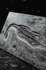 Скелет кейхозавра Keichousaurus hui