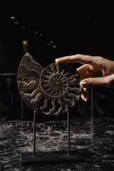Аммонит Cleoniceras sp.