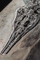 Скелет ихтиозавра Mixosaurus sp.