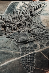 Скелет ихтиозавра Mixosaurus sp.
