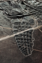 Скелет ихтиозавра Mixosaurus sp.
