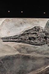 Скелет ихтиозавра Mixosaurus sp.