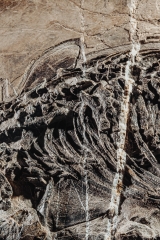 Скелет ихтиозавра Mixosaurus sp.