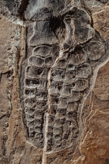 Скелет ихтиозавра Mixosaurus sp.