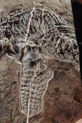 Скелет ихтиозавра Mixosaurus sp.