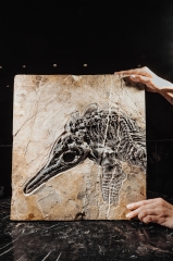Скелет ихтиозавра Mixosaurus sp.