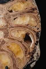 Аммонит Parahoplites sp.