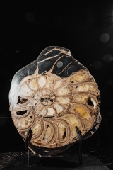 Аммонит Parahoplites sp.