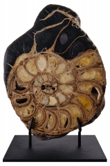 Аммонит Parahoplites sp.