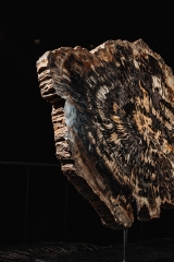 Окаменелое дерево Araucarioxylon arizonicum