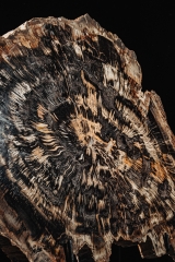 Окаменелое дерево Araucarioxylon arizonicum